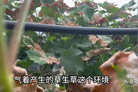 连续大雨过后，葡萄园在遇高温天气，容易出现哪些问题？