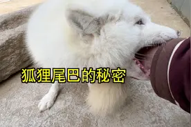 小白狐尾巴怎么啦，摸一下就咬人，是受伤了？