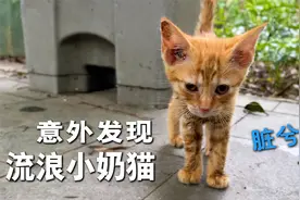 我捡到一只流浪小奶猫...视频封面