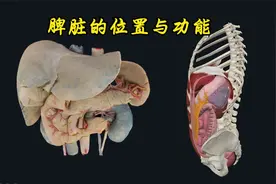 脾脏：位置与功能