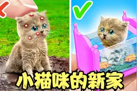 小美把小猫咪带回家，还给他做了新的猫窝，小猫咪会喜欢吗？