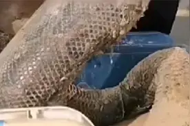 大叔在药博会叫卖巨蟒皮，被警察带走调查视频封面