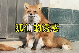 宠物狐狸跟猫狗有什么不同，该选哪个，2分钟讲明白@平安好车主