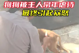 狗狗被主人常年虐待，最终引发众怒，结局非常舒适视频封面