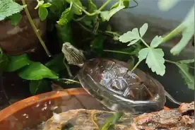 玄学来说，家里养乌龟到底好不好？养龟迎福：玄学角度看家中养龟视频封面