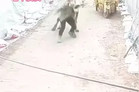 老黄牛攻击主人视频封面