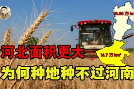 同样是大平原，明明河北面积更大，为什么种地却种不过河南？视频封面