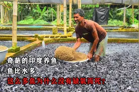 奇葩的印度养鱼，鱼比水多，这么多鱼为什么没有缺氧而死？视频封面