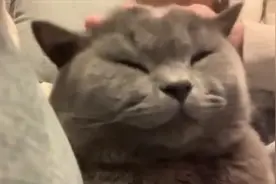 猫叫声 呼噜声 Music For Cats 猫咪放松音乐视频封面