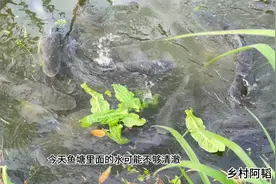 看看广东农村大伯是这样养鱼的，几十平米的小鱼塘竟能养这么多鱼视频封面