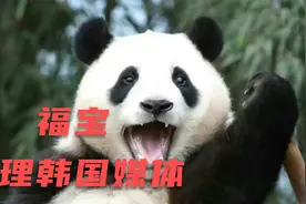 福宝展出首日，咔咔炫饭，不搭理韩国媒体，这是打了谁的脸呢视频封面