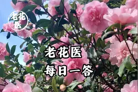 栀子花黄化病怎么办？大叶伞焦尖怎么回事？