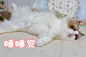 唉，我家布偶猫和缅因猫，睡前总是这么腻歪！
