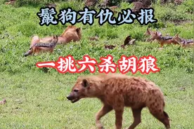 胡狼借狮夺食，气得鬣狗暴跳如雷，单枪匹马杀入胡狼老巢报复视频封面