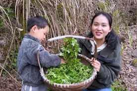 带一可山上摘野菜，野菊花苗，又香又嫩，你吃过吗？视频封面