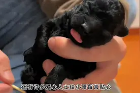 男子在垃圾桶里捡到只小奶狗，用30天记录它的成长，太暖心了视频封面