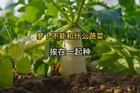 萝卜不能和什么蔬菜挨在一起种