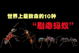 世界上最危险的10种“剧毒蚂蚁”，体型虽小，却能致命！视频封面