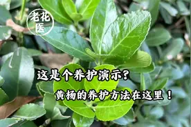 这是个养护演示？黄杨的养护方法在这里！视频封面