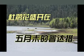 杜鹃花盛开在五月末的普达措视频封面