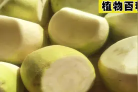 超级好吃的芥菜