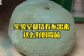 实验室都培养不出的极品霉菌，在一些网友家到处都是视频封面