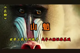 [山魈]：世界上最大的猴子，性格暴躁 凶狠好斗
