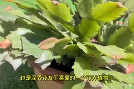 蟹爪兰最喜欢喝这“2种水”，15天浇一次，叶片肥厚开花更多视频封面