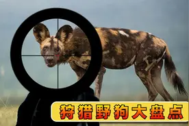 狩猎野狗大盘点视频封面