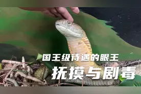 养什么不好，养一条王级别的，金黄色眼王挥金如土，喜吃同类视频封面