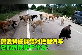 流浪狗每天组团守在马路上，拦截和追赶来往汽车，它们想干什么？视频封面
