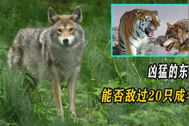 当20只狼向老虎发起进攻，是狼更胜一筹，还是老虎可以绝处逢生？视频封面