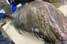 【海鲜系列合集】巨型龙趸石斑鱼从捕捉到切割的全过程！