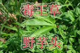 珍贵药材半夏俗称“野芋头”，植物号称“毒王草”，切记莫误食！