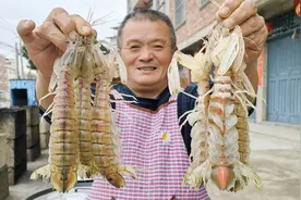 1188元买11斤特大皮皮虾，个个满膏爆肥，剥开壳看饿了视频封面
