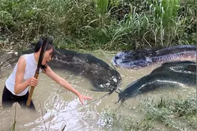 老妹割猪草发现隐蔽水塘，浮漂之下全是大鱼，抽干水抓到爽
