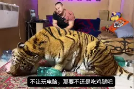 太离谱！俄罗斯人把600斤大老虎养在家里，居然还做出这个动作！视频封面