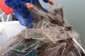 小囿开船去收渔网，里面裹满能喂鲍鱼的海菜，最后竟是这样的收获视频封面