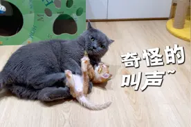 大猫和小猫感情升温，玩耍时竟发出奇怪的叫声