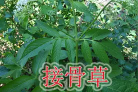 耳闻能详的“接骨草”，习武术的人熟悉，植物听其名知用途！视频封面