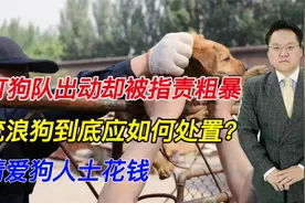 打狗队出动却被指责粗暴，流浪狗到底应如何处置？请爱狗人士花钱