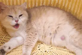 猫咪临盆疼得不行，连呼吸都觉着疼，还要求主人安慰！视频封面