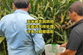 玉米收获时被农民哄抢，究竟该怎样处理？视频封面