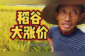 稻谷迎来“大涨价”，农民翻身的机会到了，看看今天收购价是多少视频封面