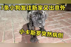 7条小狗发往新家又出意外，小卡斯罗突然病倒，三马心态彻底崩溃
