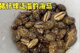 猪仔螺泛滥的海岛，凌晨捕获满大桶来尝鲜，竟发现它有惊艳的美味视频封面