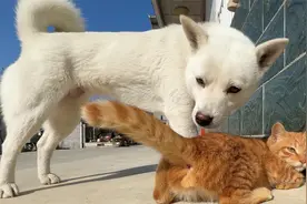 天气太冷了，花两百元在家里给猫咪搭了个新窝