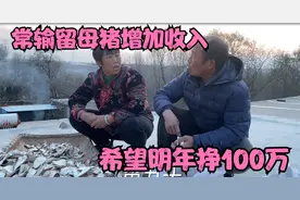 常输想扩建养殖，偷偷留母猪增加收入，希望明年再挣100万视频封面