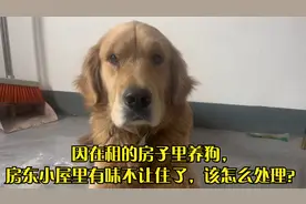 因在租的房子里养狗，房东小屋里有味不让住了，该怎么处理？