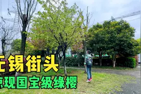 无锡街头惊现国宝级绿樱，繁花似锦十分罕见，立于路边却无人认识视频封面